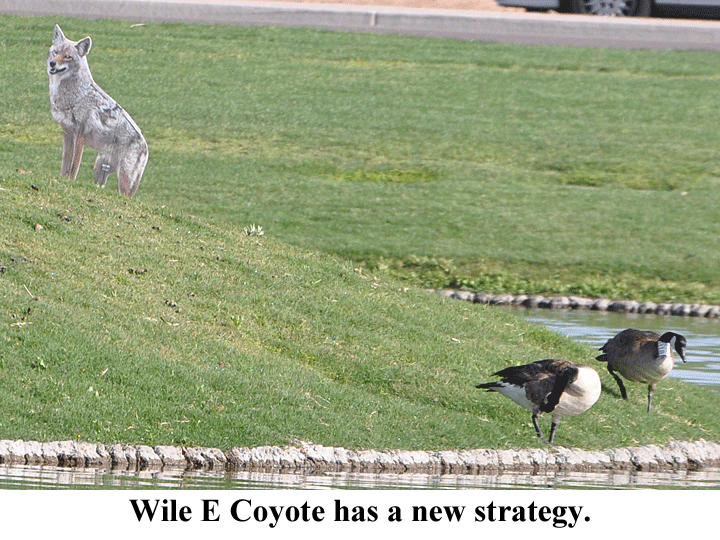 Wile E Coyote