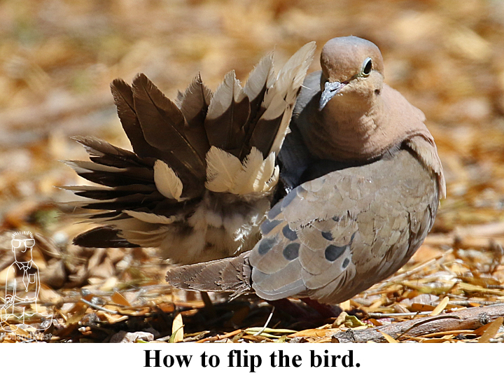 flip the bird