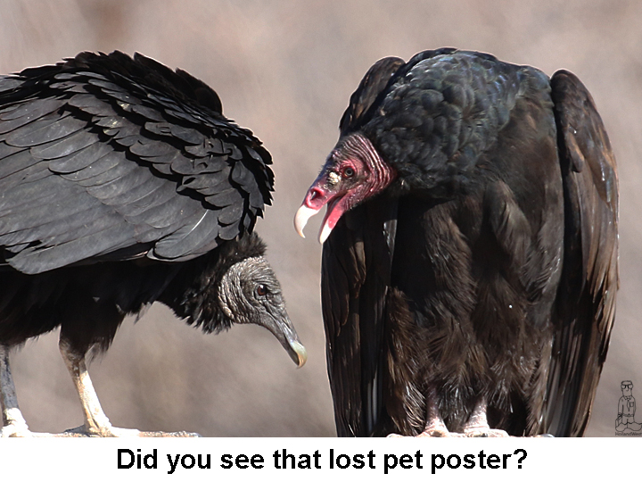 Black Vulture Turkey Vulture