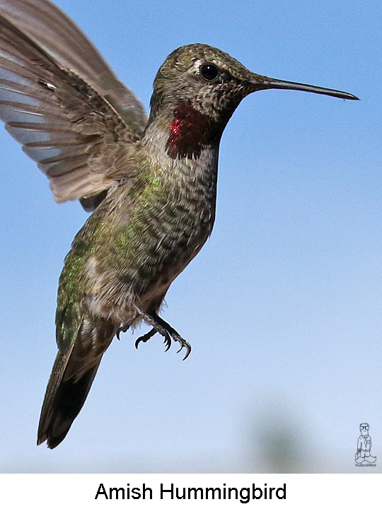 Amish Hummingbird